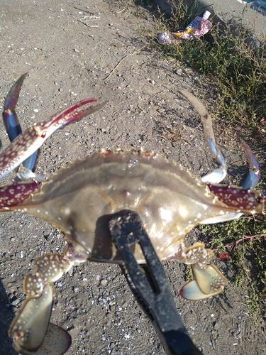 ワタリガニの釣果