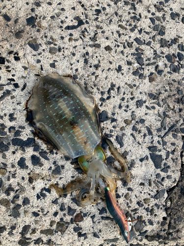 アオリイカの釣果