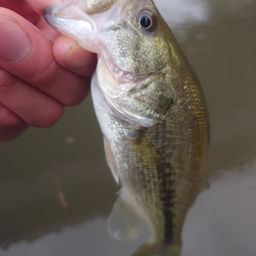 ラージマウスバス