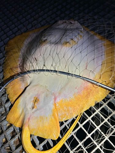 アカエイの釣果