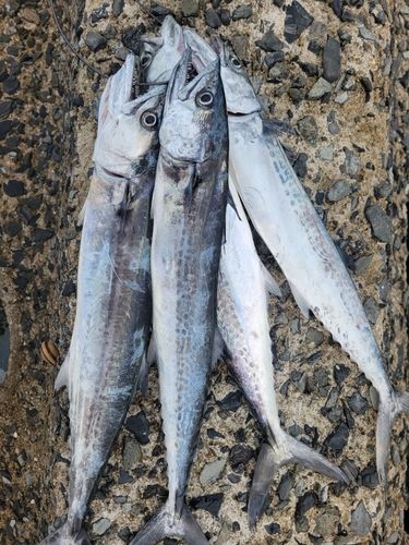 サゴシの釣果