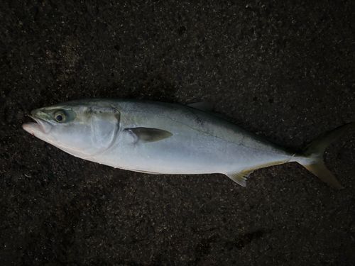 島見浜沖