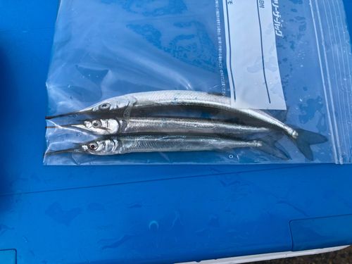 サヨリの釣果