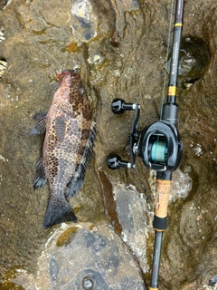 オオモンハタの釣果