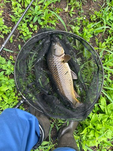 コイの釣果