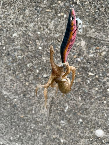 イイダコの釣果