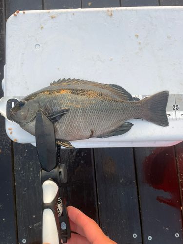 メジナの釣果