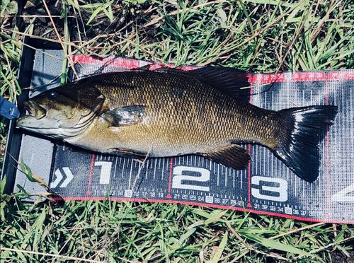 スモールマウスバスの釣果