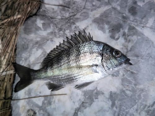表浜名湖