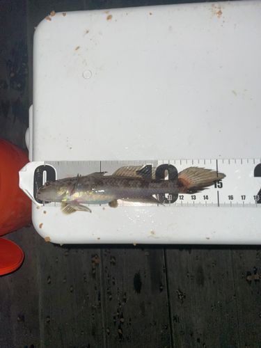 アカハゼの釣果