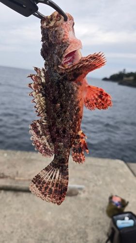 オニカサゴの釣果
