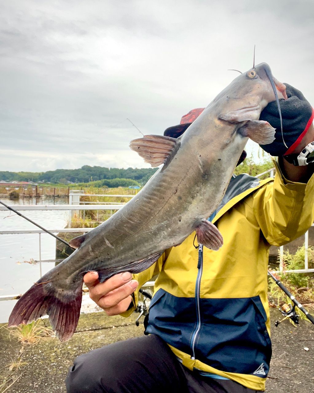 アメリカナマズ