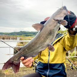 アメリカナマズ