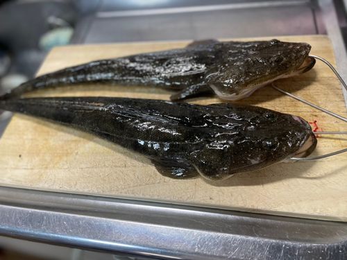 マゴチの釣果