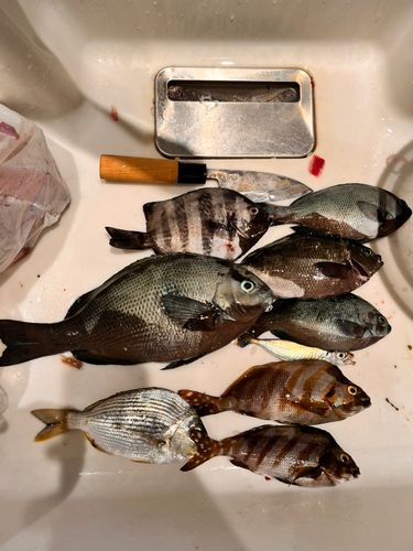 グレの釣果