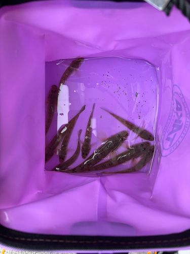 ハゼの釣果