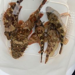 アオリイカ