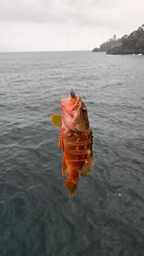 アカハタの釣果