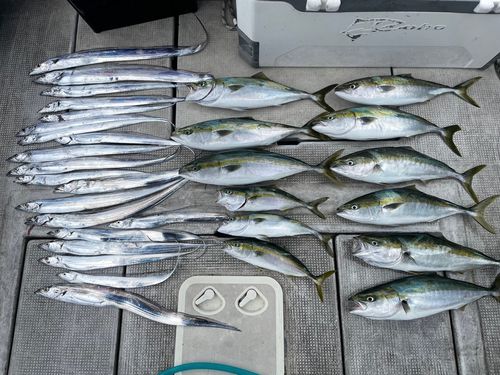 タチウオの釣果