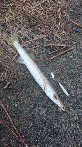 カマスの釣果
