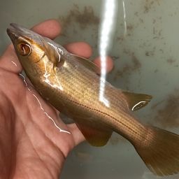 アカメ