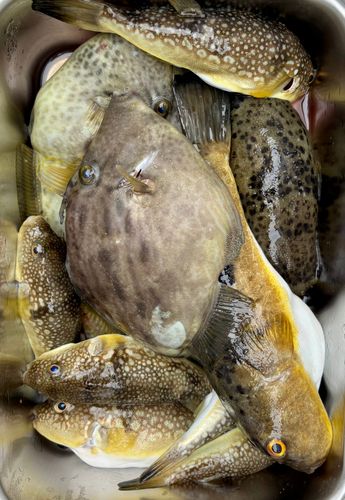 カワハギの釣果