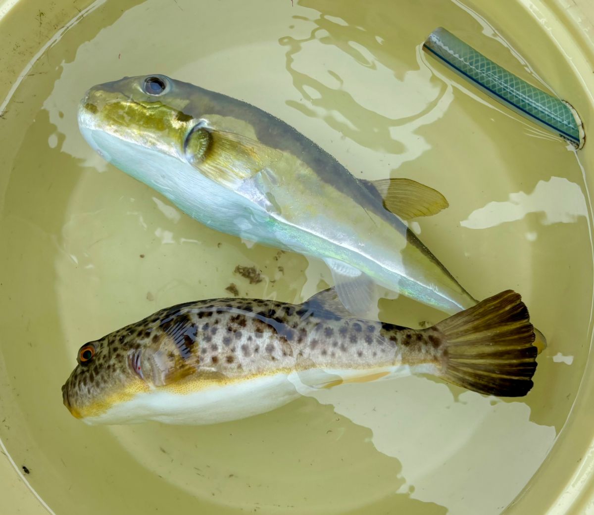 oxyさんの釣果 1枚目の画像