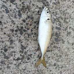 アジ