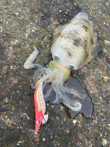 アオリイカの釣果