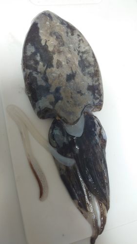 コウイカの釣果