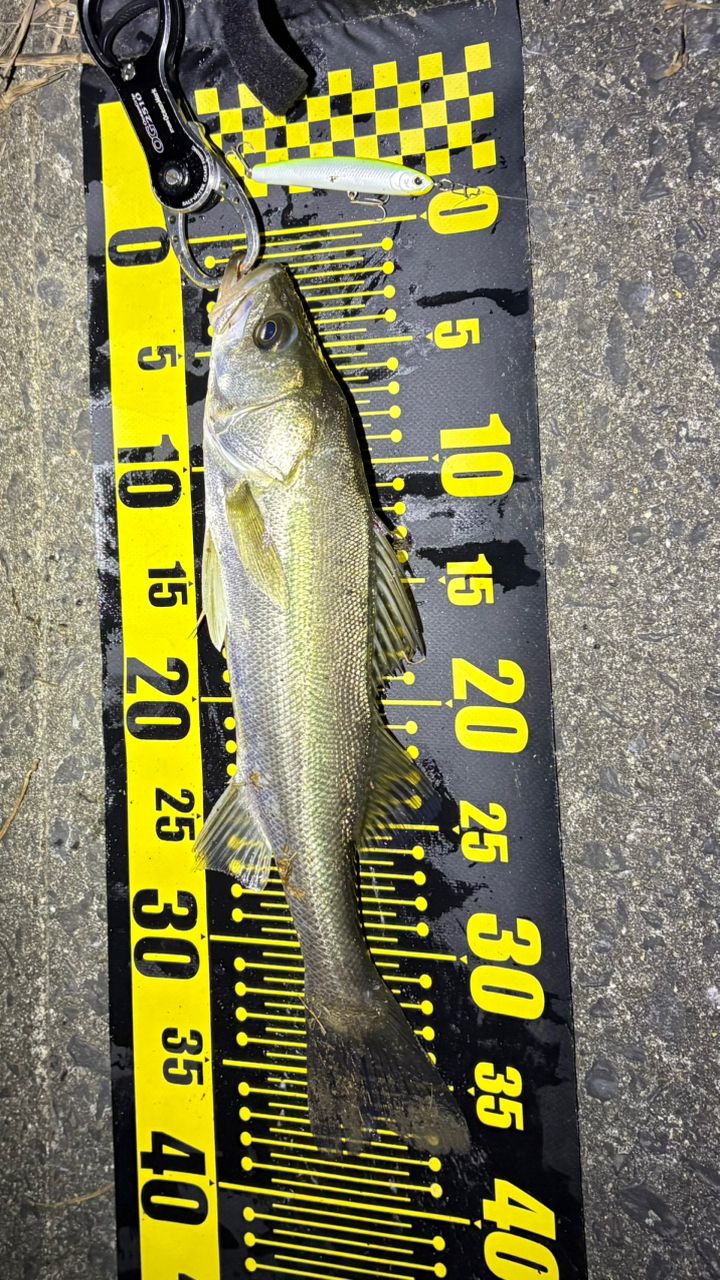 SHIMANO 22エクスセンス ∞ (インフィニティ) S100Mの最安値