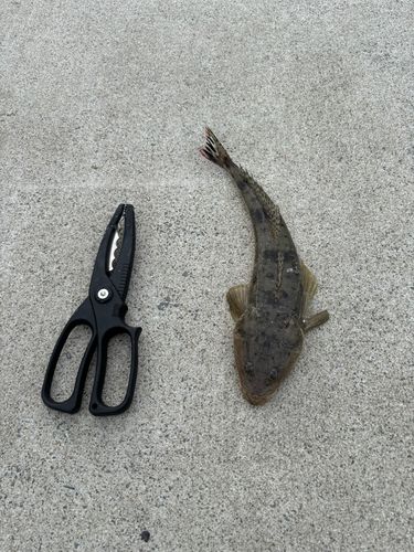 マゴチの釣果