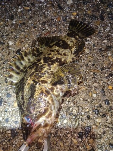 タケノコメバルの釣果