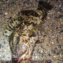 タケノコメバル