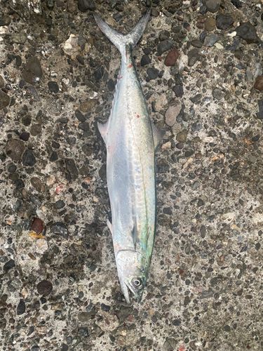 サゴシの釣果