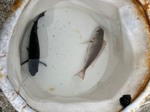 ハゼの釣果
