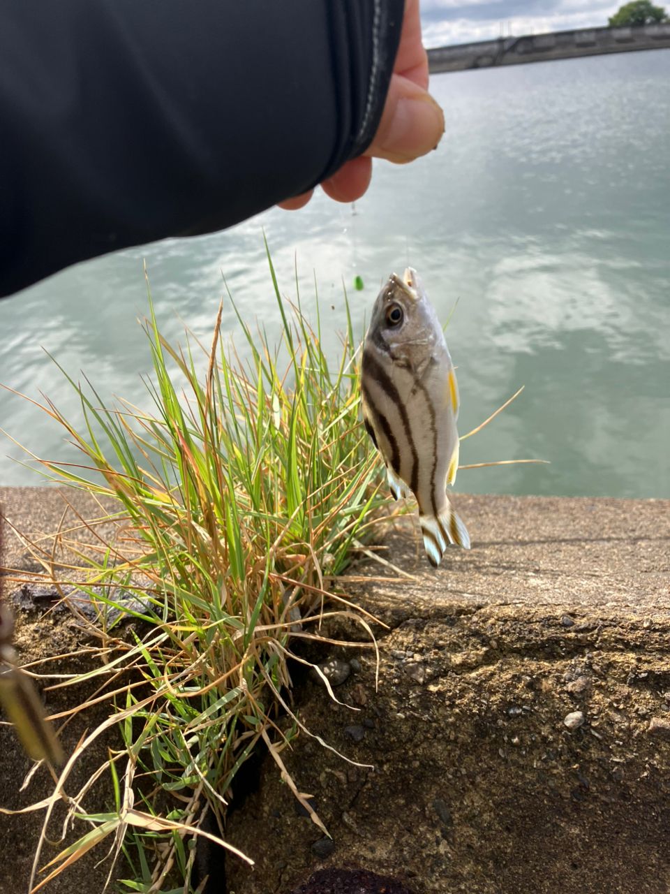 ハゼ