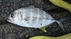 メッキの釣果