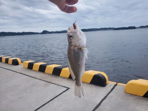 イシモチの釣果