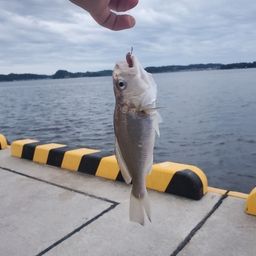 イシモチ