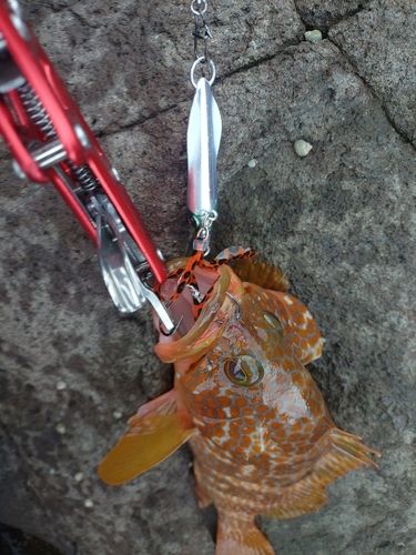 アコウの釣果