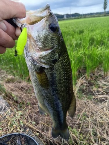 ラージマウスバスの釣果