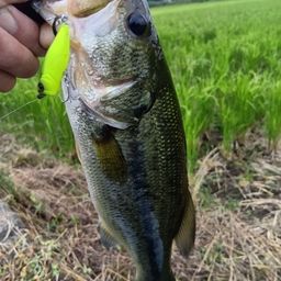 ラージマウスバス