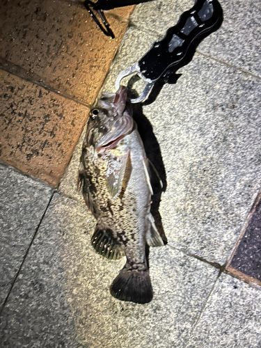 舘鼻漁港