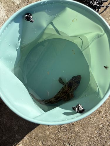 函館湾