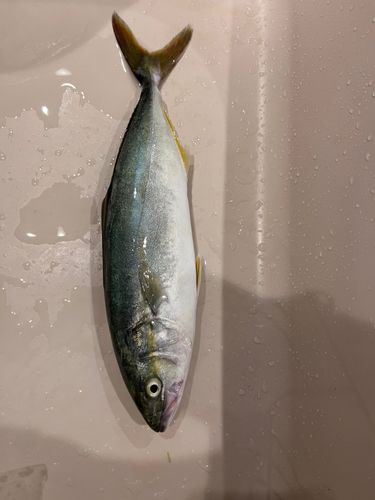 下津海岸