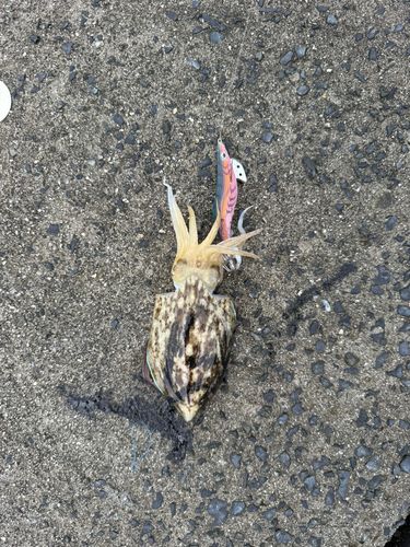 コウイカの釣果