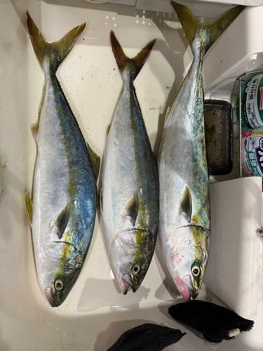 ワラサの釣果