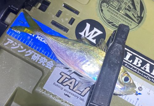 マアジの釣果