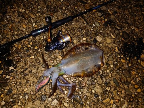 アオリイカの釣果